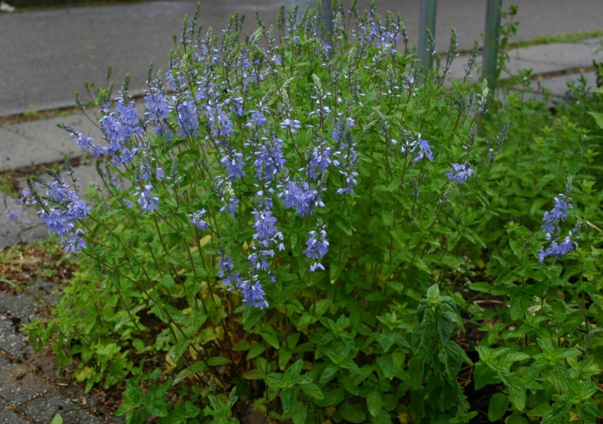 Echter Ehrenpreis Veronica officinalis Bienenroute